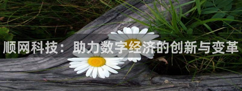 顺网科技：助力数字经济的创新与变革