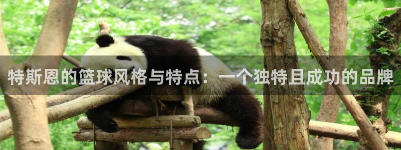 特斯恩的篮球风格与特点：一个独特且成功的品牌